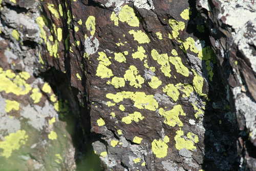 Lichens in Norbeck Wildlife Preserve
